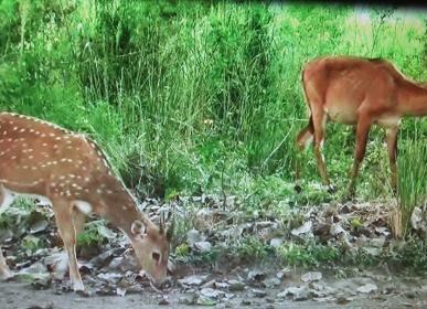 deer