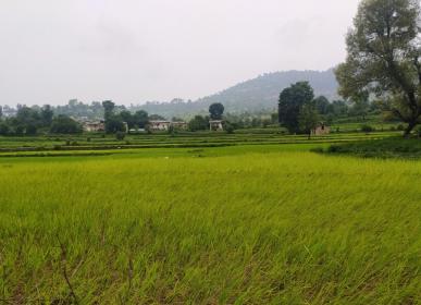 ropai