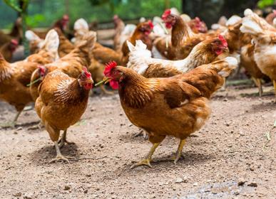 Chiken