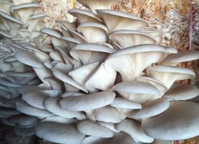 masroom