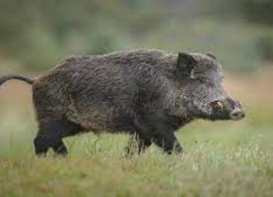 aa