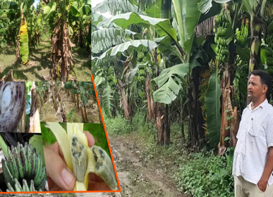 aa