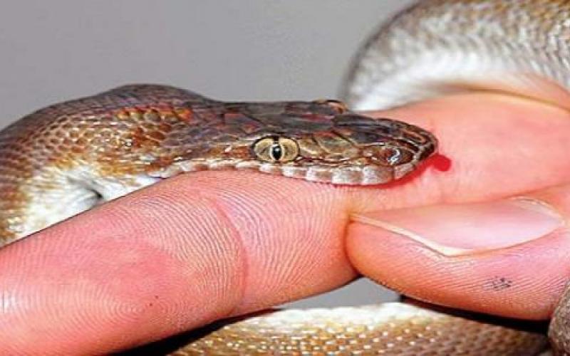 snake