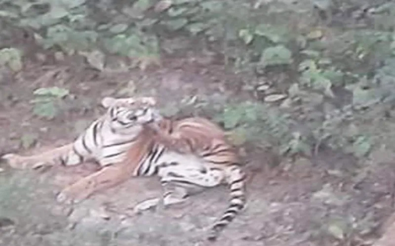 tiger
