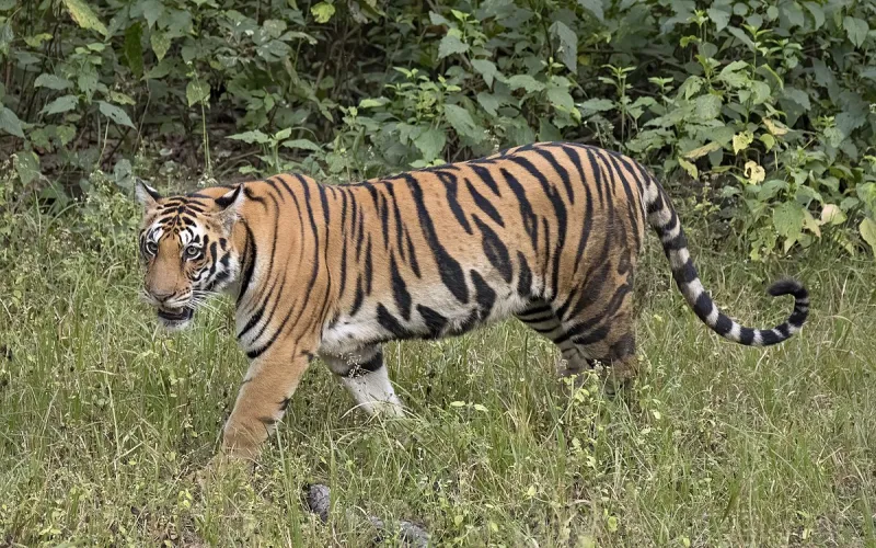 tiger