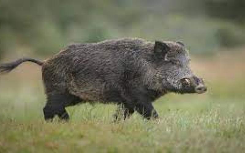 aa