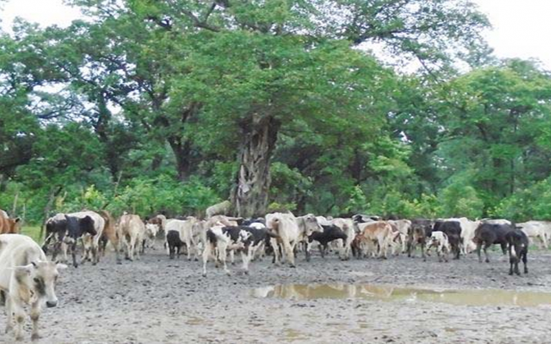 कैलालीको भजनीमा चौपाया व्यवस्थापन गर्न गौशाला निर्माण, आहारा व्यवस्थापनमा चुनौती