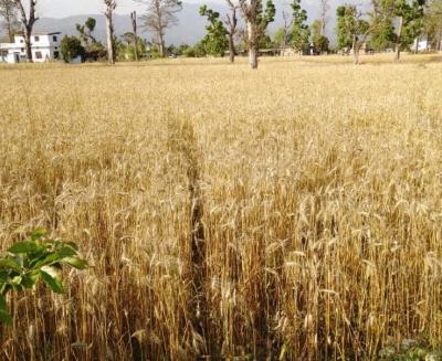 कैलालीमा पाकेको गहुँ बालीमा जातीय शुद्धताकालागि रगिन गरिँदै