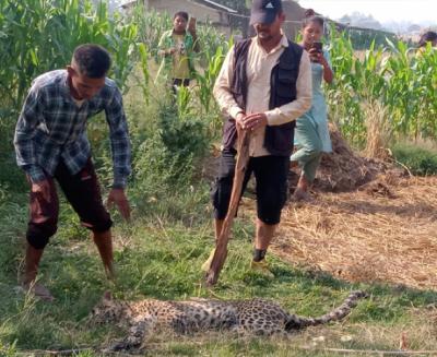 कैलालीको घोडाघोडीमा चितुवाको उद्धार