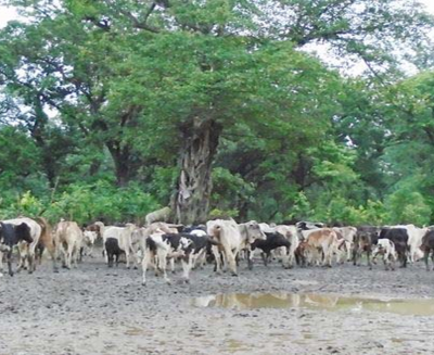 कैलालीको भजनीमा चौपाया व्यवस्थापन गर्न गौशाला निर्माण, आहारा व्यवस्थापनमा चुनौती