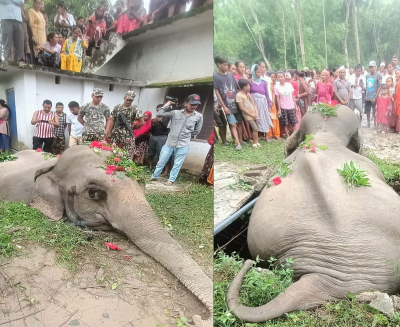 शुक्लाफाँटामा सेफ्टिट्यांकीमा परेर हात्तीको मृत्यु