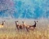 deer 