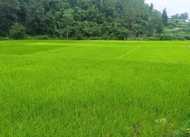 ropai