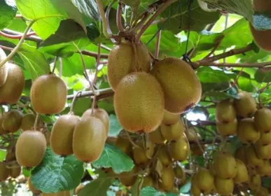 Kiwi