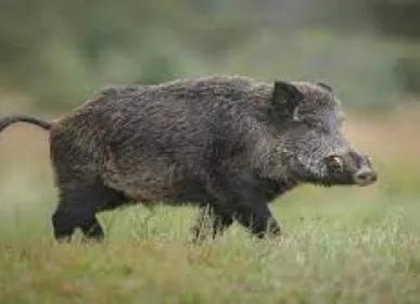 aa