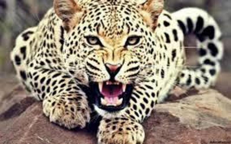 leopard