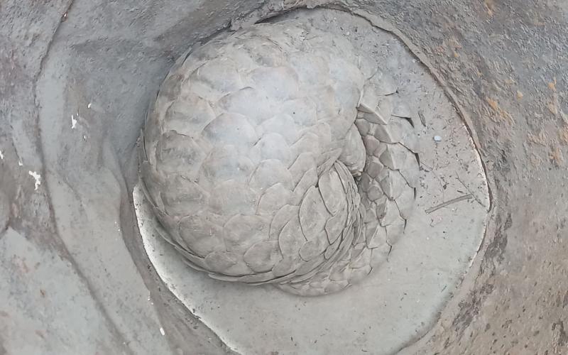 salak