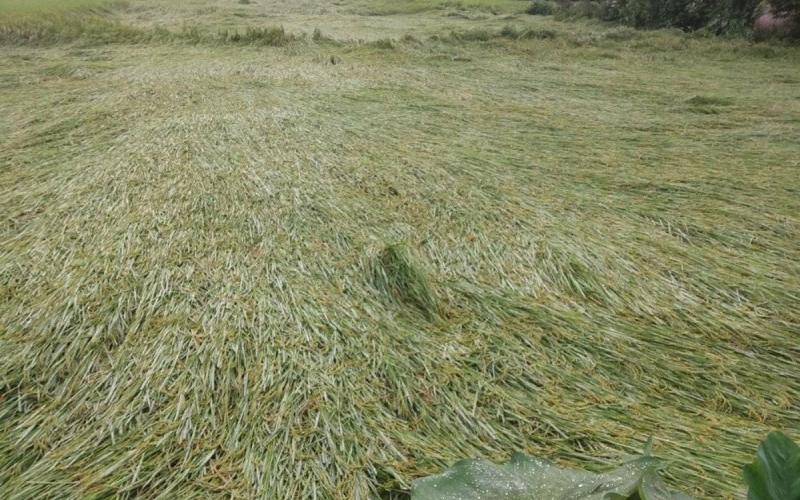 कञ्चनपुरमा बाढीले पाक्नै लागेको धान खेती नष्ट, किसान चिन्तित