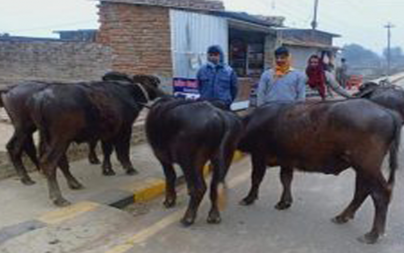 कैलालीमा बिभिन्न स्थानबाट भन्सार छलीका राँगा पक्राउ