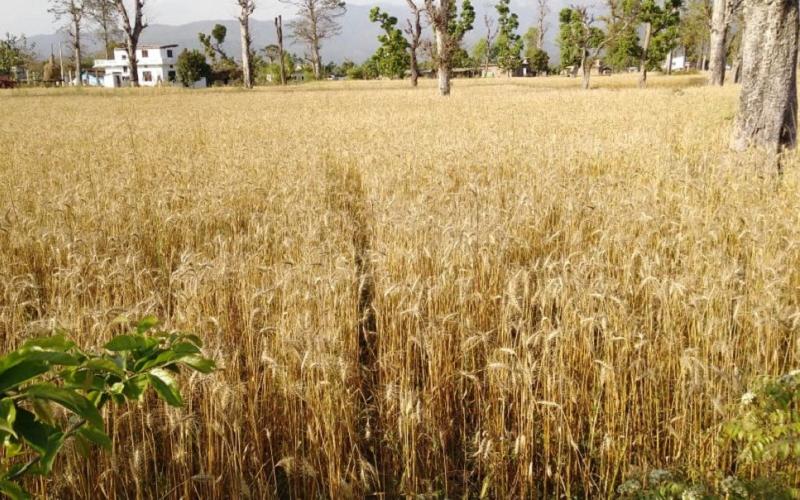 कैलालीमा पाकेको गहुँ बालीमा जातीय शुद्धताकालागि रगिन गरिँदै