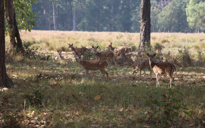 पर्यटकीय गन्तव्य बन्दै शुक्लाफाँट राष्ट्रिय निकुञ्ज