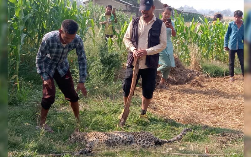 कैलालीको घोडाघोडीमा चितुवाको उद्धार