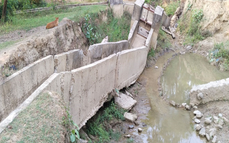 कैलालीमा सयौँ बिघा जमिन सिँचाइ हुने कुलोको भएन पुनर्निर्माण, खेत बाँझिने चिन्ता