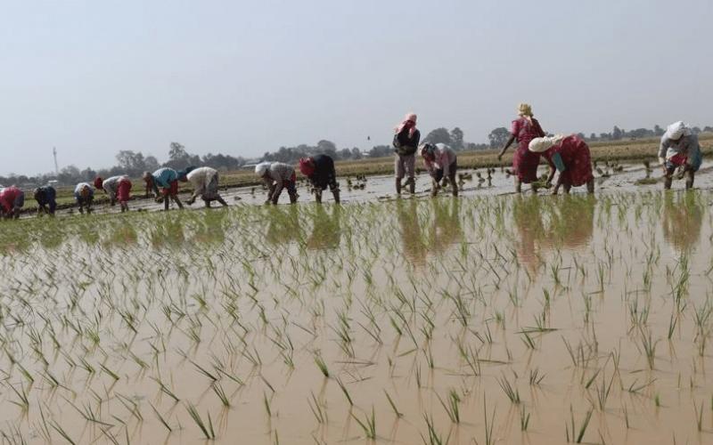 सुदूरपश्चिममा ६० प्रतिशत जग्गामा रोपाइँ हुन बाँकी