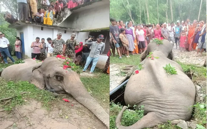 शुक्लाफाँटामा सेफ्टिट्यांकीमा परेर हात्तीको मृत्यु