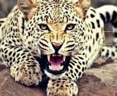 leopard