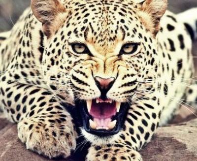 leopard