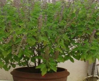 aa