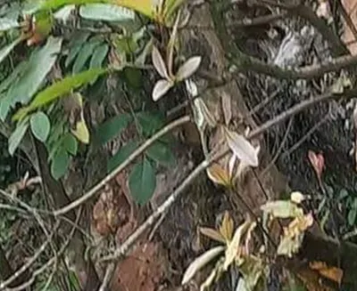 ss
