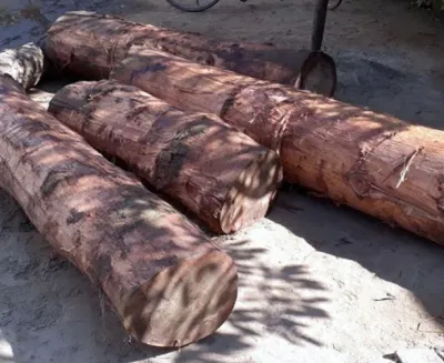 कञ्चनपुरमा ३४.९५ क्युफिट अवैध काठ बरामद