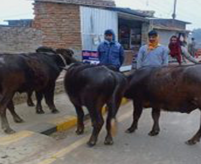 कैलालीमा बिभिन्न स्थानबाट भन्सार छलीका राँगा पक्राउ