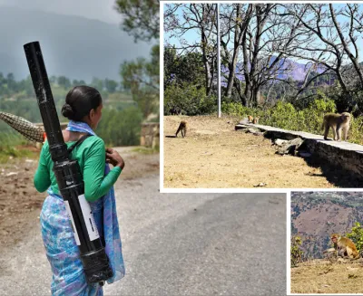 बाँदरको आतंकका कारण तराईतिर बसाइँ सर्ने र ‘कालापहाड’ लाग्नेको लर्को 