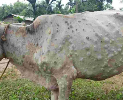 ‘लम्पी स्किन’ रोगबाट पशुचौपाया मर्न थाले