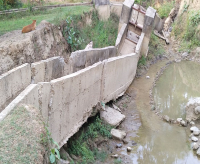 कैलालीमा सयौँ बिघा जमिन सिँचाइ हुने कुलोको भएन पुनर्निर्माण, खेत बाँझिने चिन्ता