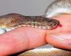 snake 